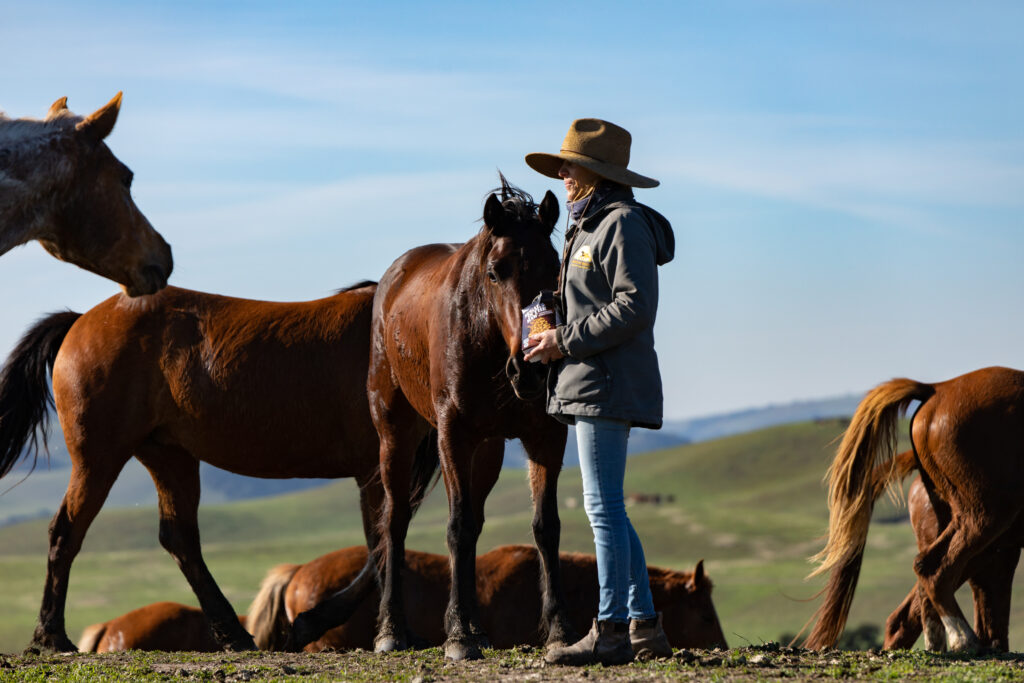 Home - Freedom Reigns Equine Sanctuary